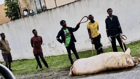 Pig Brutally Assaulted by Group of Men in Phoenix, KwaZulu-Natal