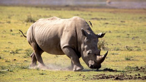 Five Suspected Rhino Poachers Killed In Shootout With Police Near Hluhluwe
