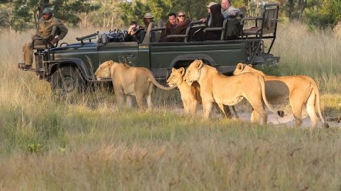 Two Tourists Found Dead in Northern Kruger National Park; Police Investigate Murder and Vehicle Hijacking