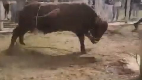 12-Year-Old Girl Fatally Shot by Stray Bullet at Eid-ul-Adha Qurbani Event in Fouriesburg