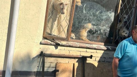 Durban Metro Police and SPCA Remove 68 Dogs from Property in Farningham Ridge
