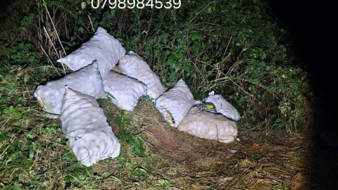 One Suspect Arrested and Vehicle Recovered Following Avocado Theft at Magoebaskloof Farm