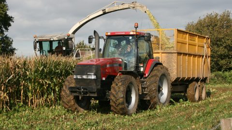 Maize Harvest Keeps Food Inflation Low