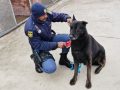 Police Dog Floppy Found Dead After Search Following Armed Robbery Pursuit