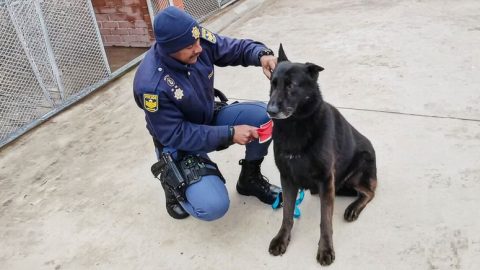 Police Dog Floppy Found Dead After Search Following Armed Robbery Pursuit