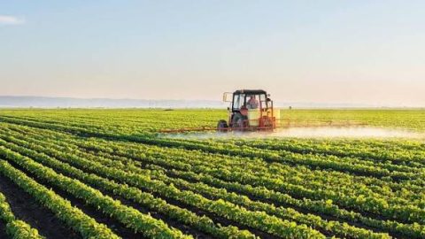 South African agriculture outlook: farmers wary of global