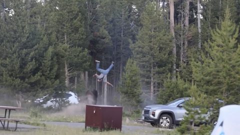 65-Year-Old Tourist Seriously Injured in Bison Attack at Yellowstone National Park’s Bridge Bay Campground
