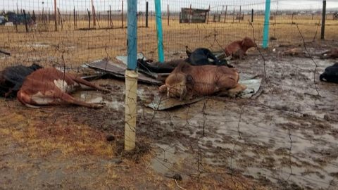 Severe weather destroys livestock shelters and kills cattle in Refengkgotso, Deneysville