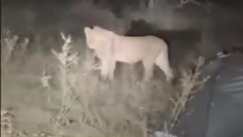 Lions Circle Open Tents at Mana Pools Campsite as Man Uses Torch to Push Them Back