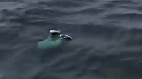 Death toll rises to 68 in Lake Kariba ferry disaster as recovery operations continue