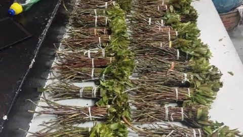 Bellville Drug Arrests: Operation Prosper Seizes Khat & Meth