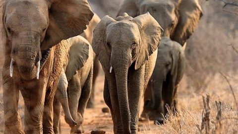 Suspected Poacher Dies After Illegal Entry into Kruger National Park Near Pafuri