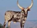 Ramaphosa’s Ankole Heifer Queen Arusha Sells for Record R6.4 Million