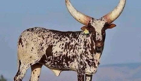 Ramaphosa’s Ankole Heifer Queen Arusha Sells for Record R6.4 Million