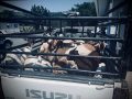 Two wanted murder suspects killed in KZN shootout after stolen goats lead police to hideout