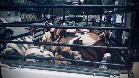 Two wanted murder suspects killed in KZN shootout after stolen goats lead police to hideout