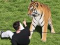 Man Mauled To Death By Tiger After Entering Enclosure At England Wildlife Park