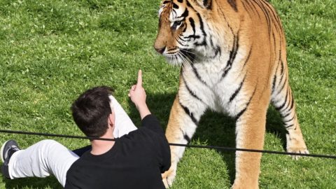 Man Mauled To Death By Tiger After Entering Enclosure At England Wildlife Park