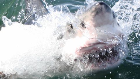 Woman Killed in Shark Attack at East London Beach Identified as 65-Year-Old Swimmer