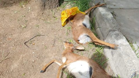 Two Men Arrested After Two Steenbok Found in Taxi in Northern Cape