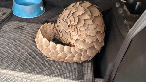 Five Suspects Arrested After Alleged R500,000 Pangolin Sale Foiled in White River