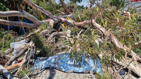Man Dies After Tree Falls on Street Vendors Near Springs TVET College